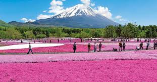 the Fuji Shibazakura Festival 